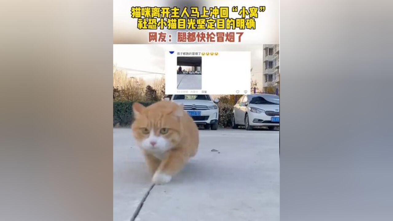 猫咪离开主人马上冲回“小窝” 社恐小猫目光坚定目的明确 网友:小短腿都快抡冒烟了