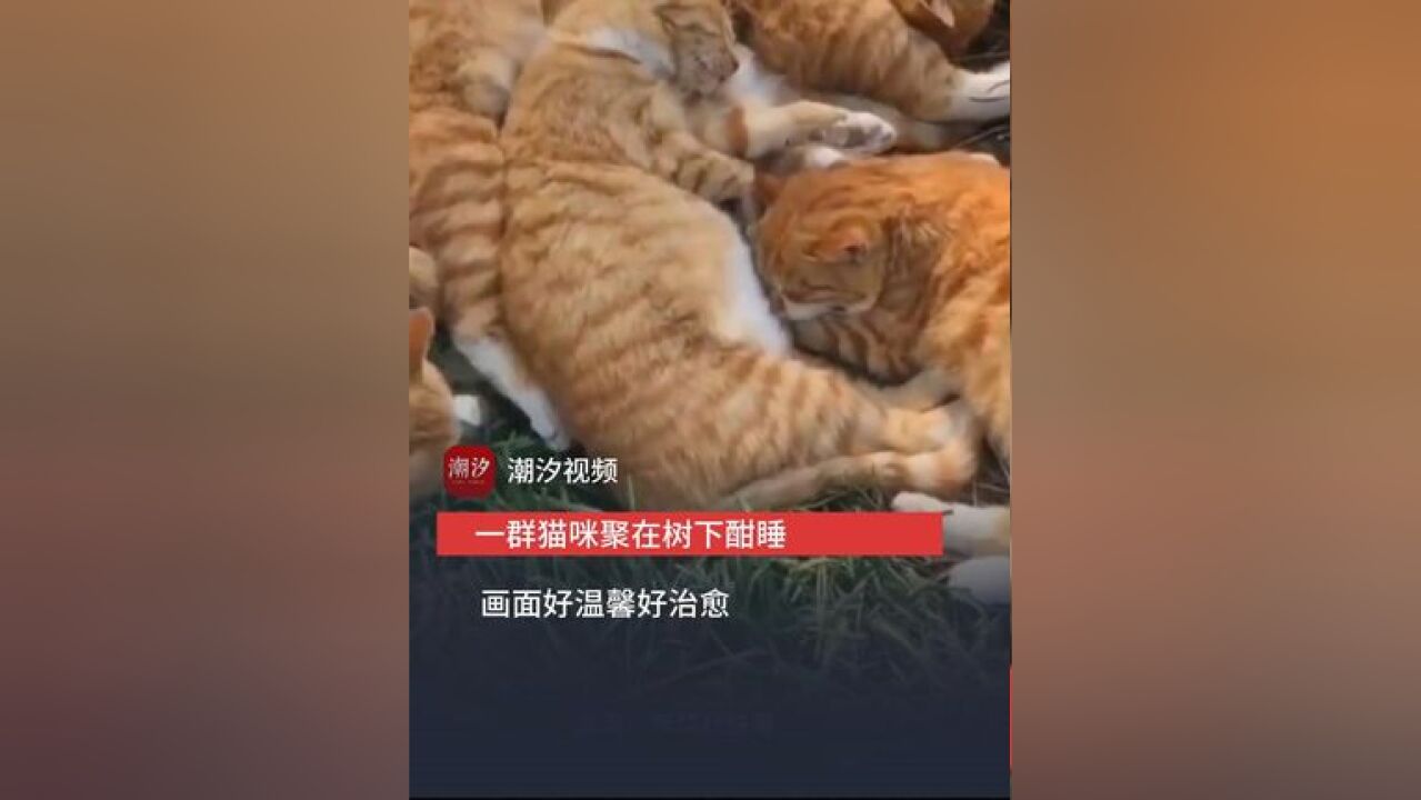 一群猫咪聚在树下酣睡还有新“队友”加入画面好温馨好治愈