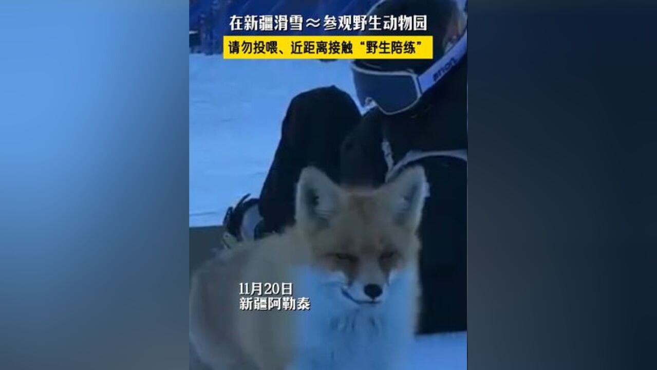 在新疆滑雪约等于参观 ,请勿投喂、近距离接触“野生陪练”