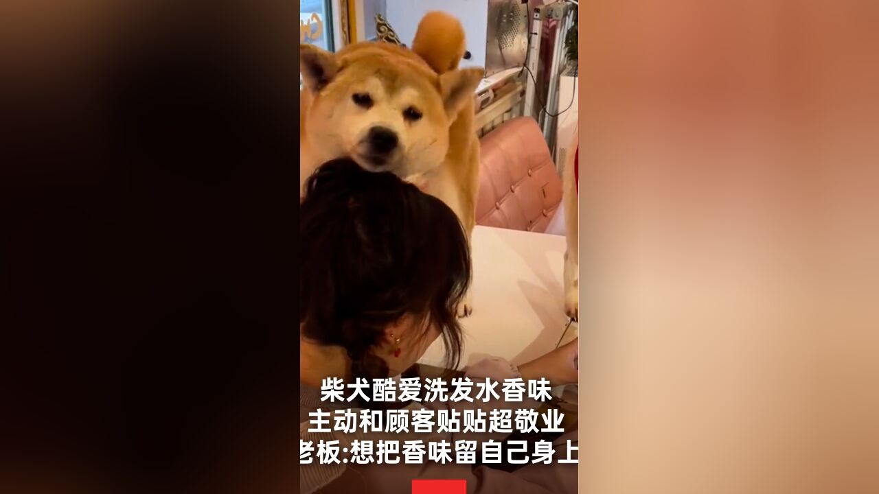 柴犬酷爱洗发水香味主动揽客超敬业