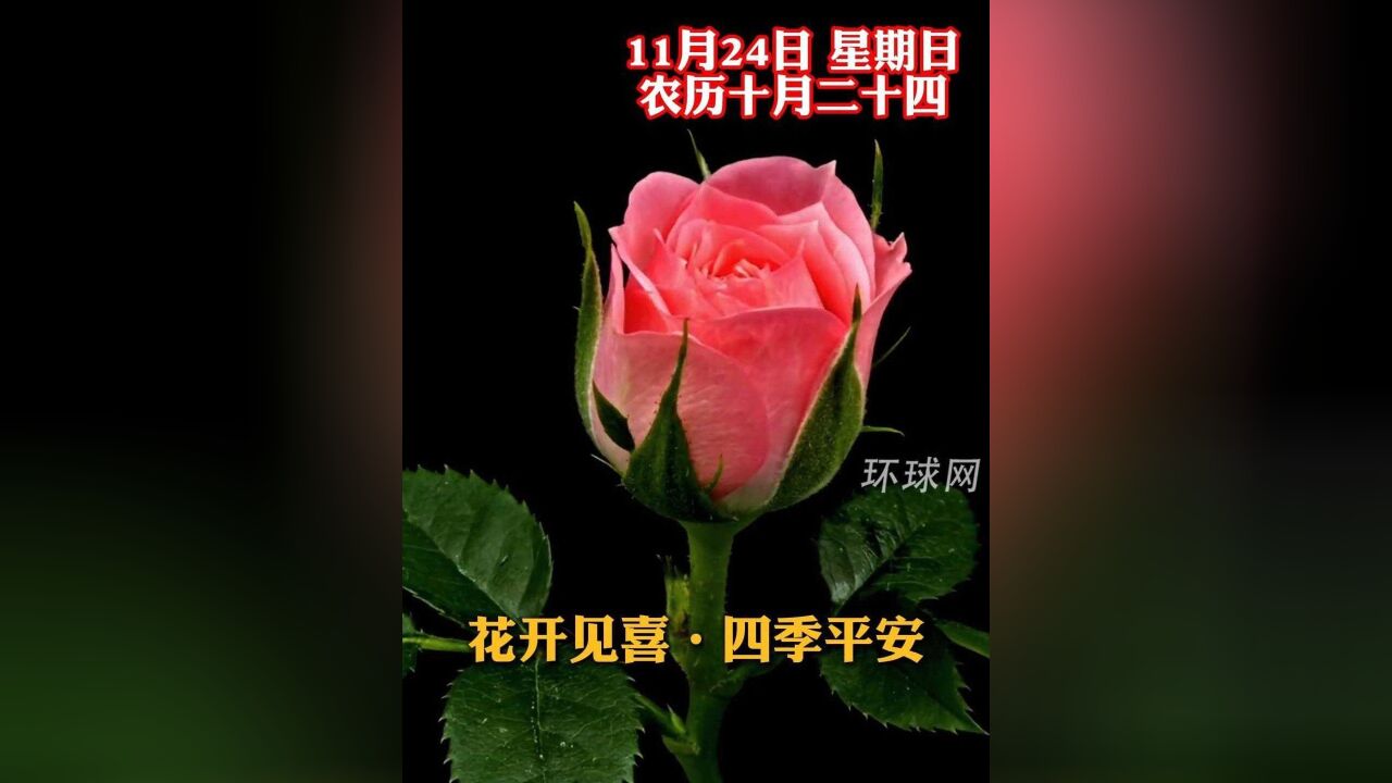 花开见喜,四季平安,今天是农历十月二十四,新的一天,祝您和家人幸福安康,好运连连