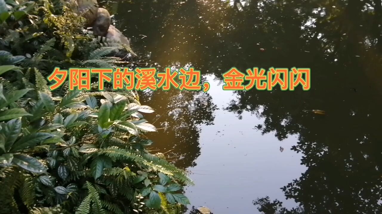 夕阳西下时,站在公园小桥上,流水和植物都泛着金光