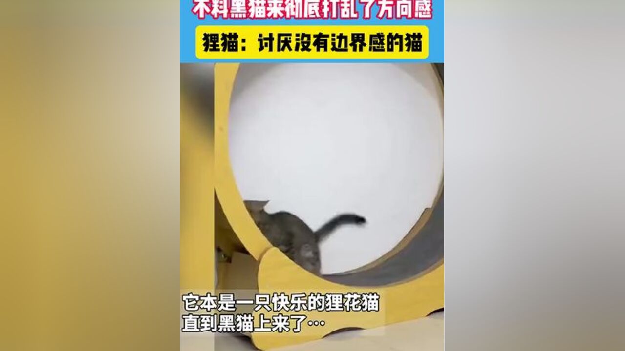 狸猫正自己玩转盘,不料黑猫来彻底打乱了方向感,狸猫:讨厌没有边界感的猫#内容过于真实