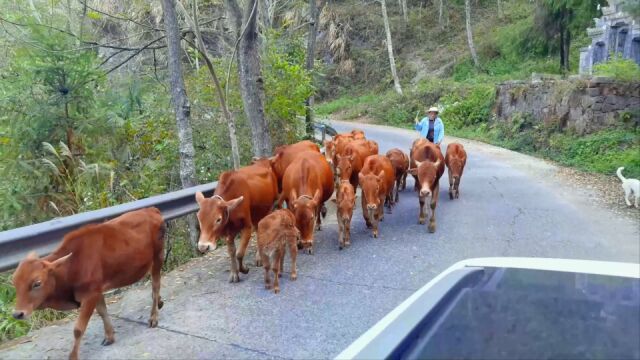 探秘湘西“小西藏”朗溪乡,大山里惊喜不断,真正的世外桃源