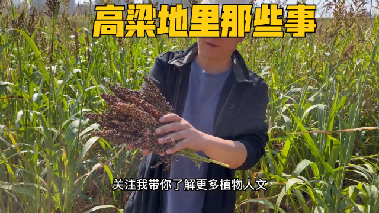 发现一大片野生高粱,高粱为什么淡出人们餐桌的?