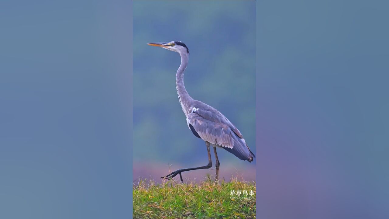 派头十足的苍鹭踱着方步,一摇一摆的走来,这气质杠杠的