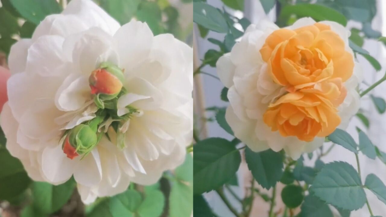 女子晒家中月季“花中花”奇景:花中长2个异色花苞,绽放后绝美