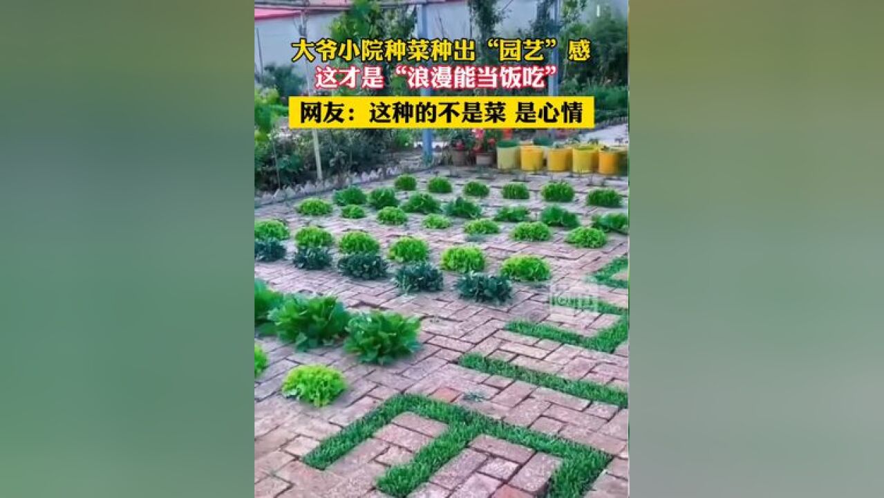 大爷小院种菜种出“园艺”感