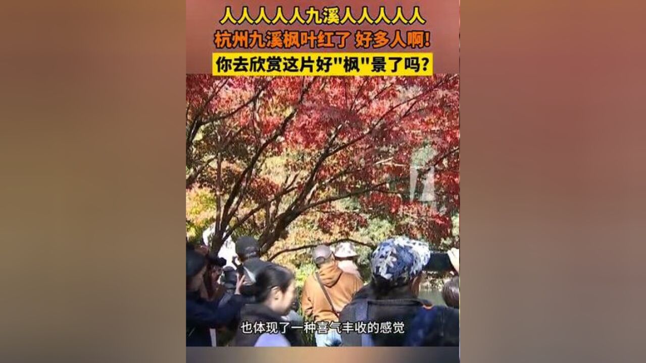 人人人人九溪人人人人!枫叶 红了,来了好多人!你也去欣赏这片好“枫”景了吗?