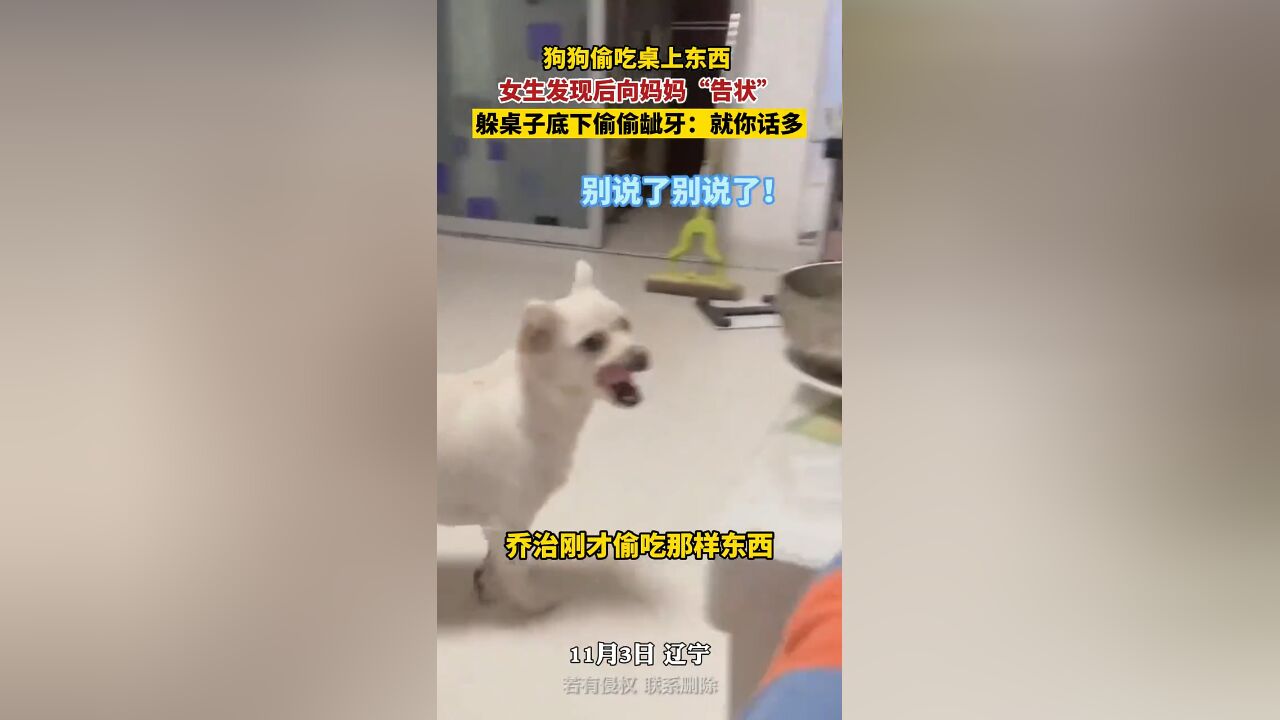 狗狗偷吃桌上东西 女生发现后向妈妈“告状”,躲桌子底下偷偷呲牙:就你话多