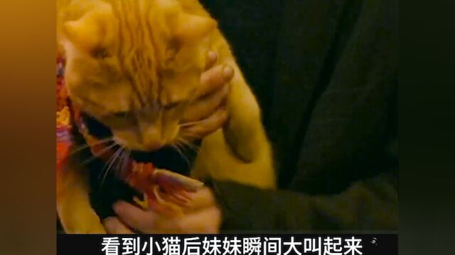 流浪猫鲍勃:他救了一只猫,猫却改变了他的一生