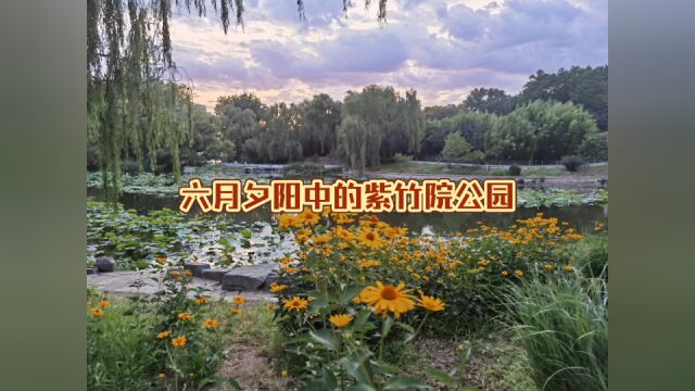 六月夕阳中的紫竹院公园