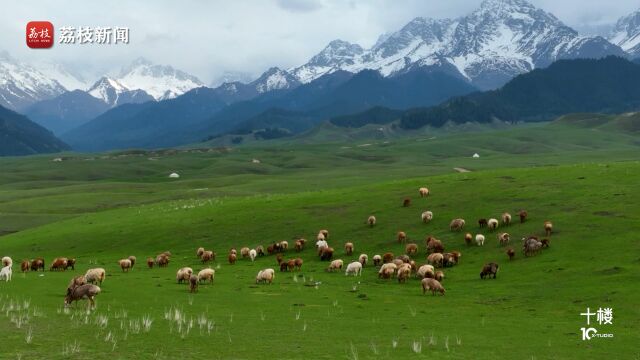 初夏壁纸上新!新疆鹿角湾草原雪山相映成趣