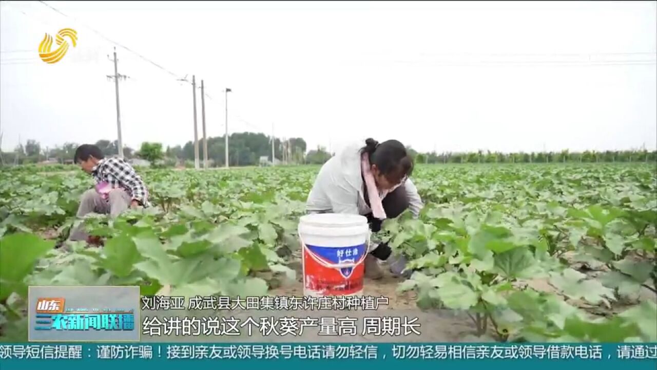 成武:“植物黄金”效益高,120亩秋葵喜获丰收,亩收入过两万元