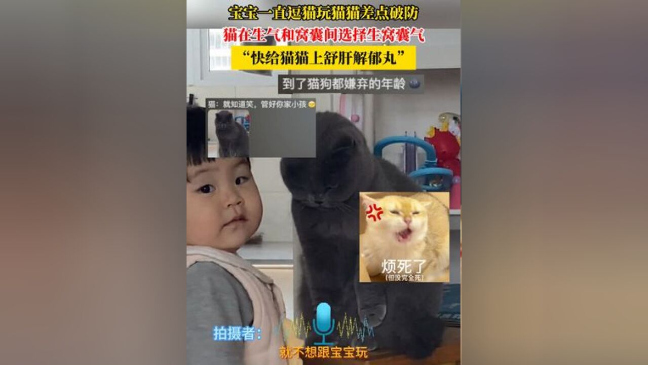 宝宝一直逗猫玩猫猫差点破防,猫在生气和窝囊间选择生窝囊气,“快给猫猫上舒肝解郁丸”