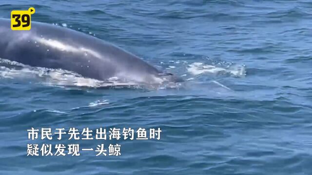 旅顺海域一头大型海兽浮出海面 专家:疑似为小须鲸