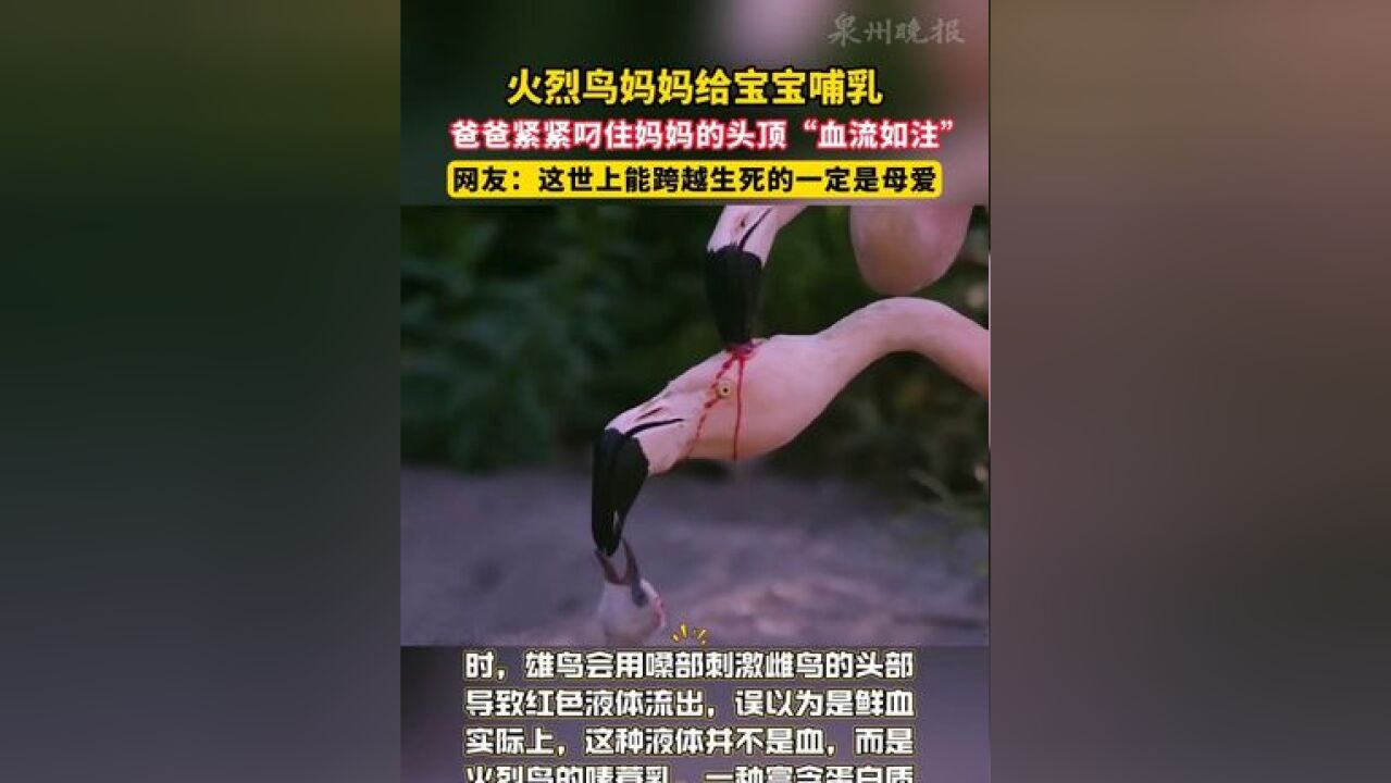 火烈鸟妈妈哺乳时,被鸟爸爸叼烂头皮,仍然一动不动,网友:太感动,母爱真伟大