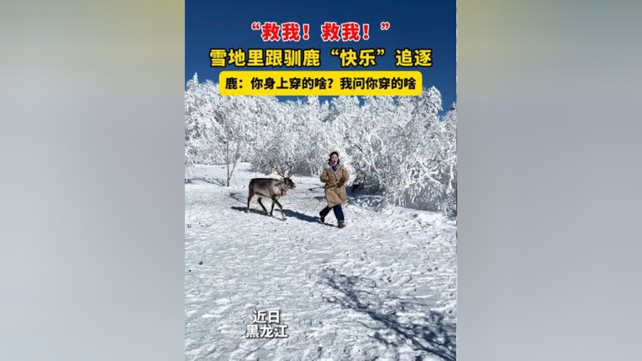 “救我!救我!”雪地里跟驯鹿“快乐”追逐,鹿:你身上穿的啥?我问你穿的啥