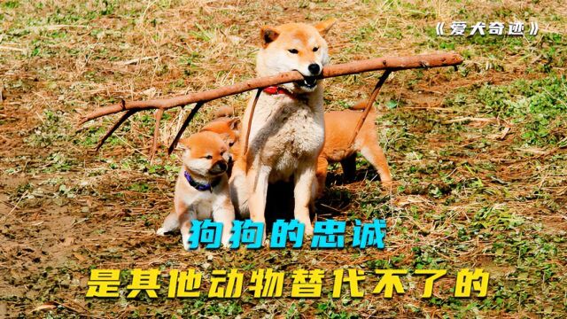 真人真事改编,狗狗拼命救出地震后的主人,结果惨遭遗弃《爱犬的奇迹》