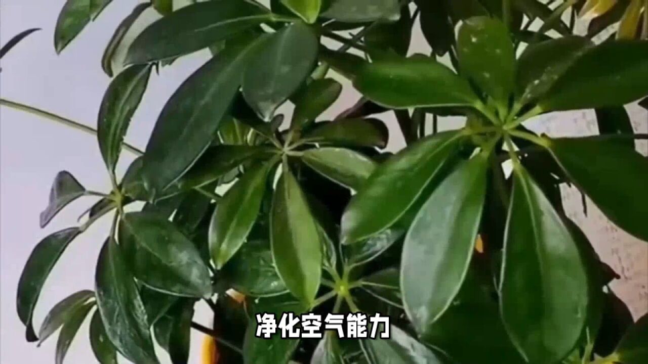 适合室内养的大盆绿植,让你的家变成森林氧吧!