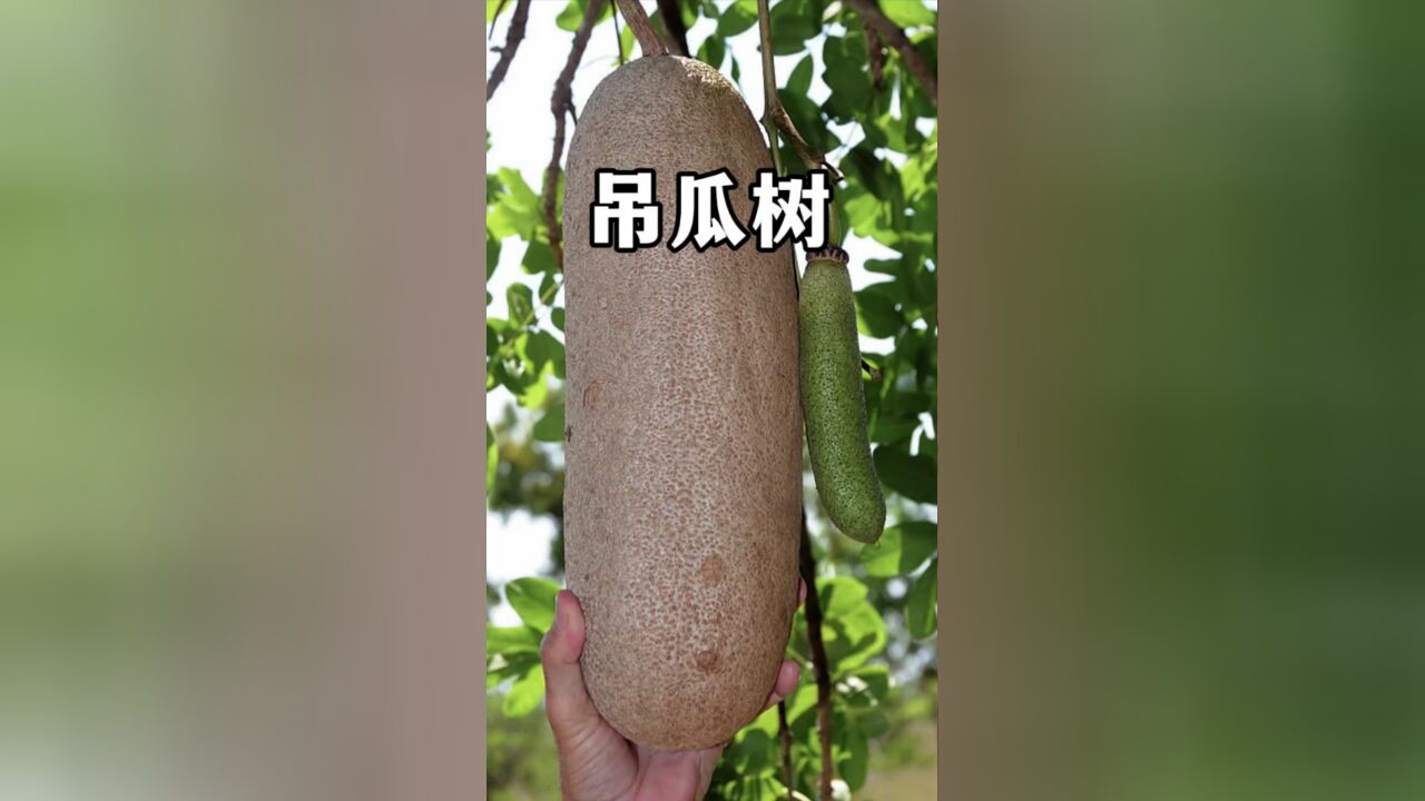 来自非洲的“树上大香肠”,养活了非洲很多动物,也是非洲传统药用植物