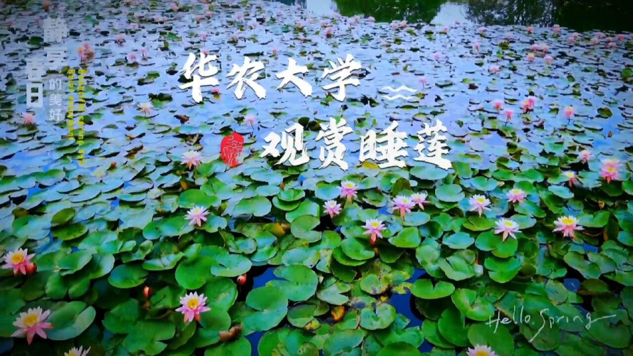 广州“最美”大学踏青赏花,遇隐藏版浪漫,粉红睡莲“唯美”绽放