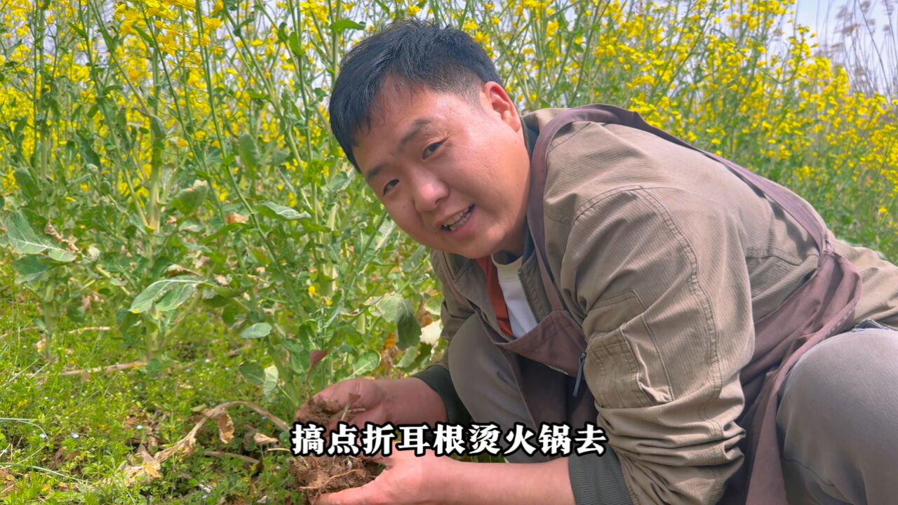 挖点野菜,炖锅牛肉丸子,踏实安静的一天又完了!