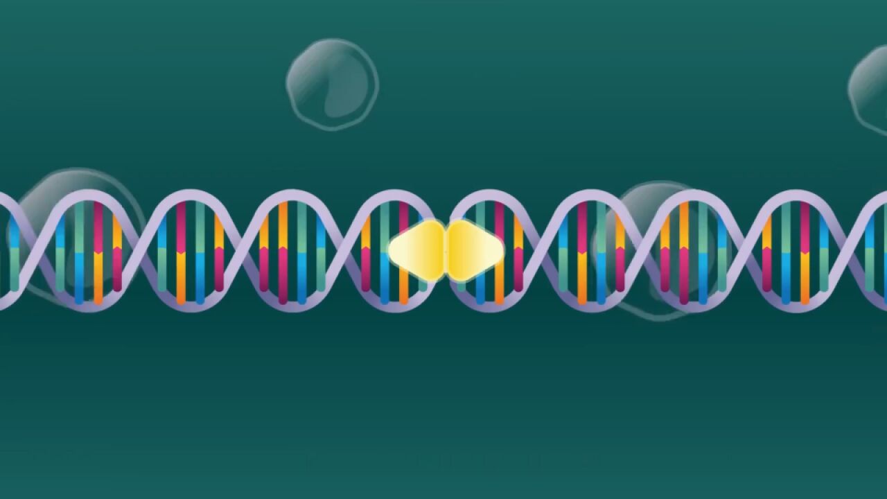 DNA的双螺旋结构与半保留复制