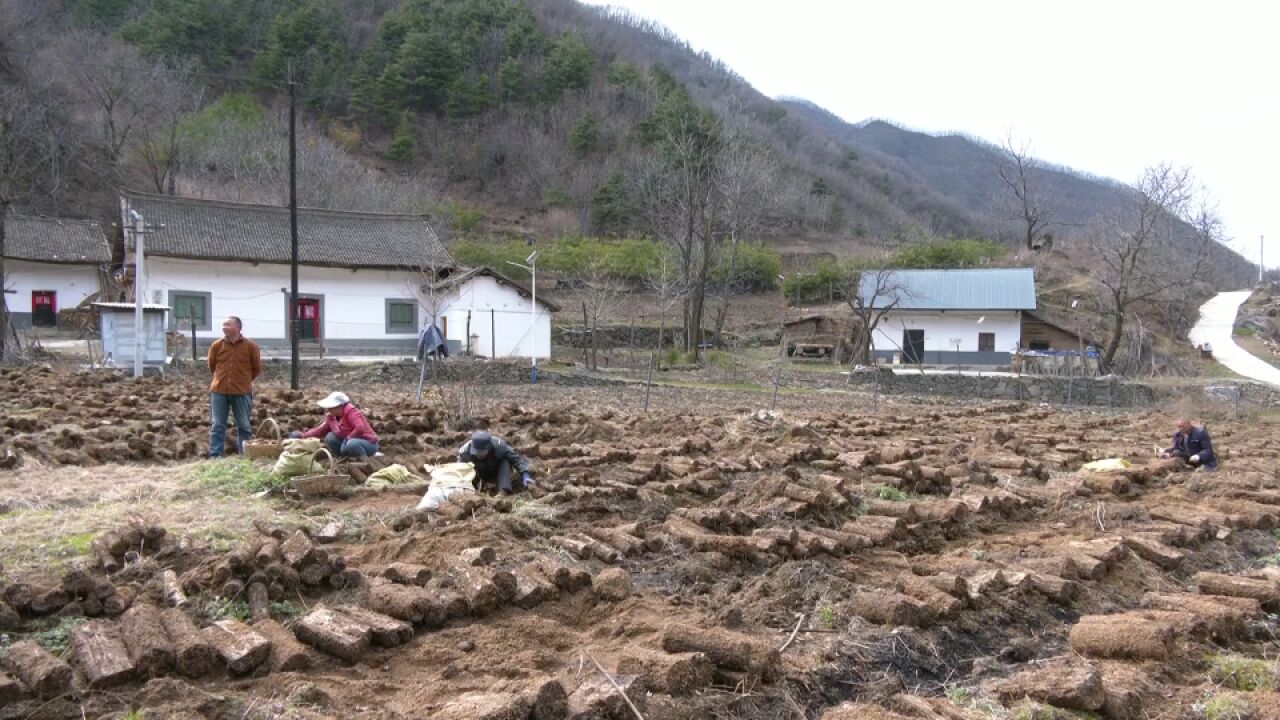 蓝田县 天麻丰收 绘就乡村振兴好“丰”景