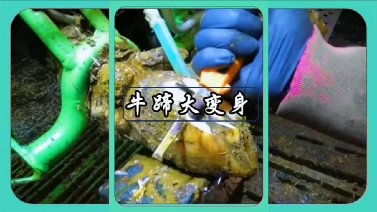 牛蹄护理需精心打磨与彻底消毒,确保牛健康