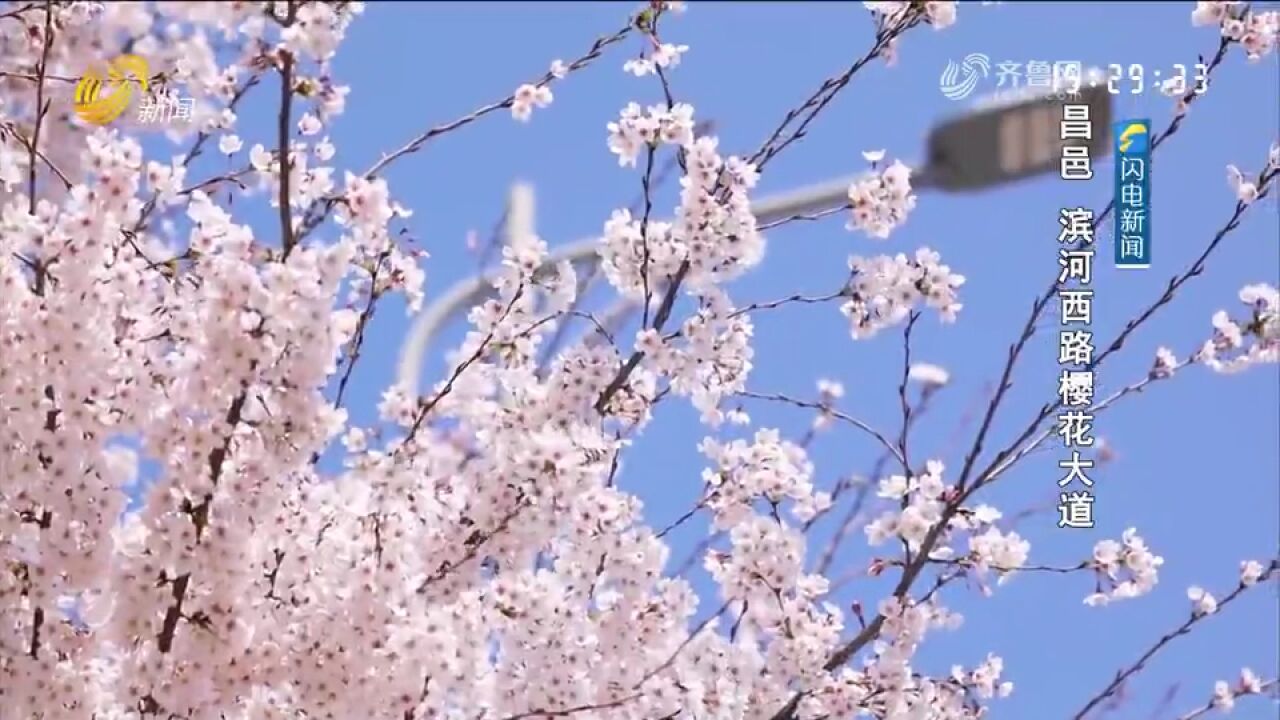 春风和煦,春花烂漫!来潍坊感受浓浓春意,踏青赏花尽享美好时光