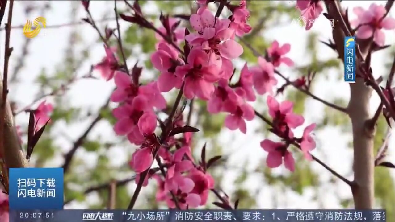 东平:立足生态资源优势,打造“花海景观”,进一步丰富旅游元素