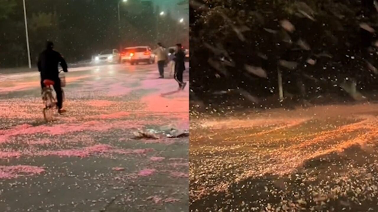 宛如动漫里的场景!男子回家偶遇“樱花雨”,狂风大作樱花漫天飞