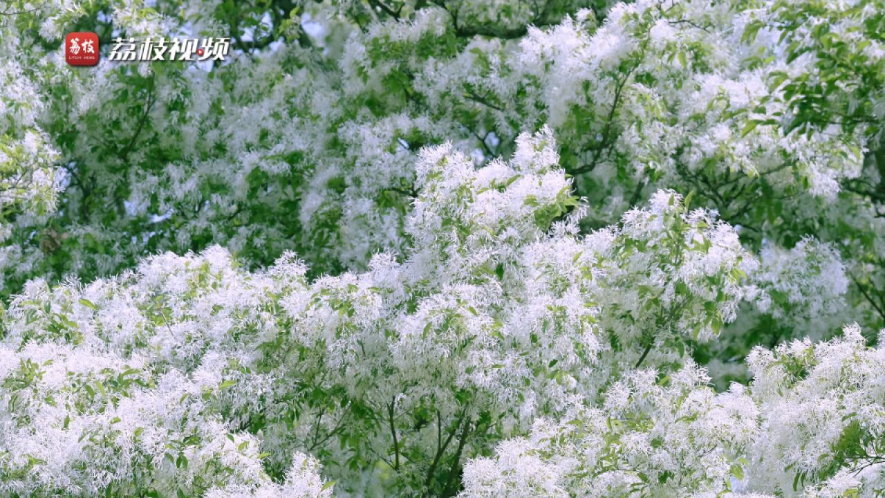 摇曳生姿!来大理看绝美人间“四月雪”