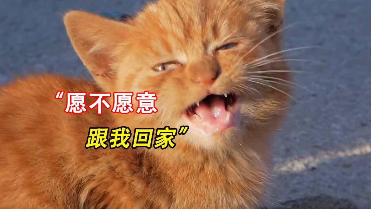 如何一步步获得警惕的野猫的信任,并将它带回家.