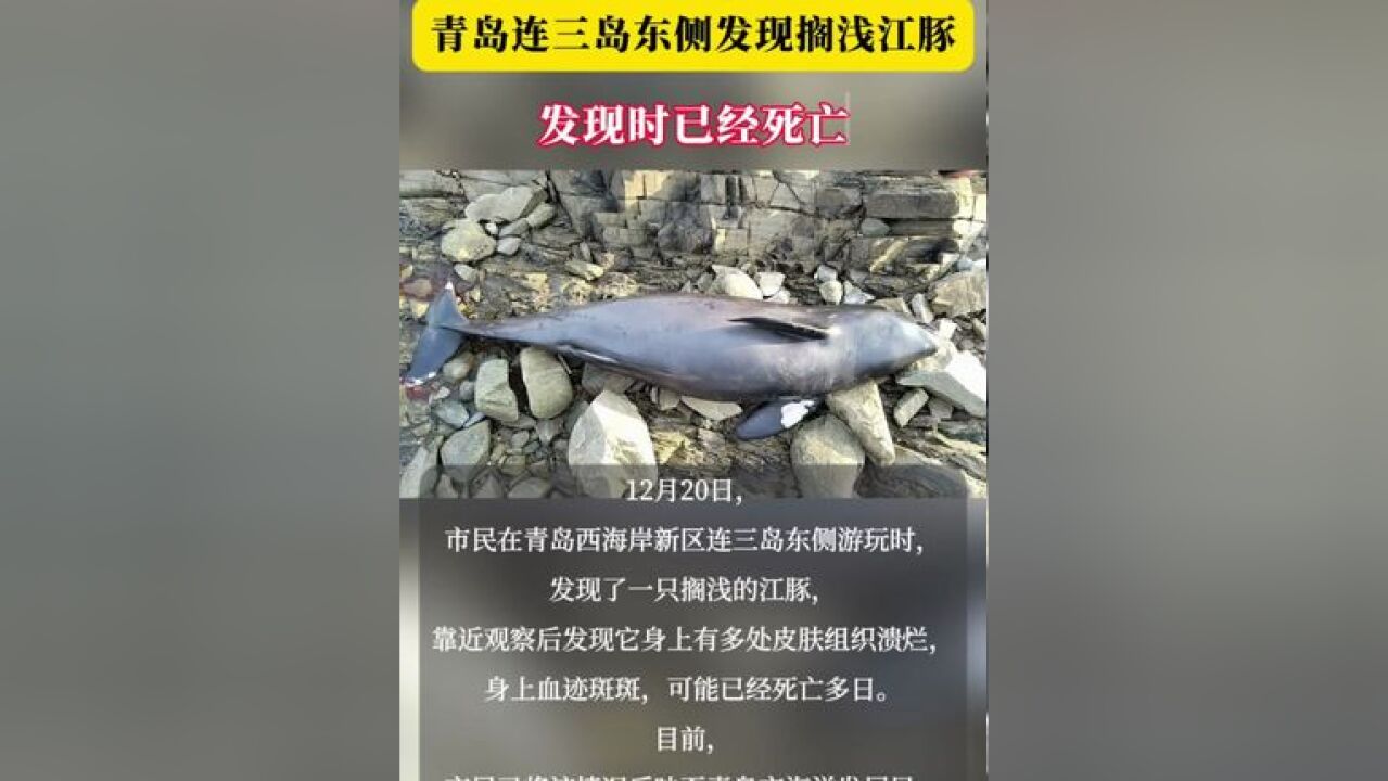 连三岛东侧发现搁浅江豚 发现时已经死亡 据了解,冬季青岛海域的水温降低,江豚偏好栖息在水温适宜的海域,因此冬季的青岛近海不太符合江豚理想的栖...