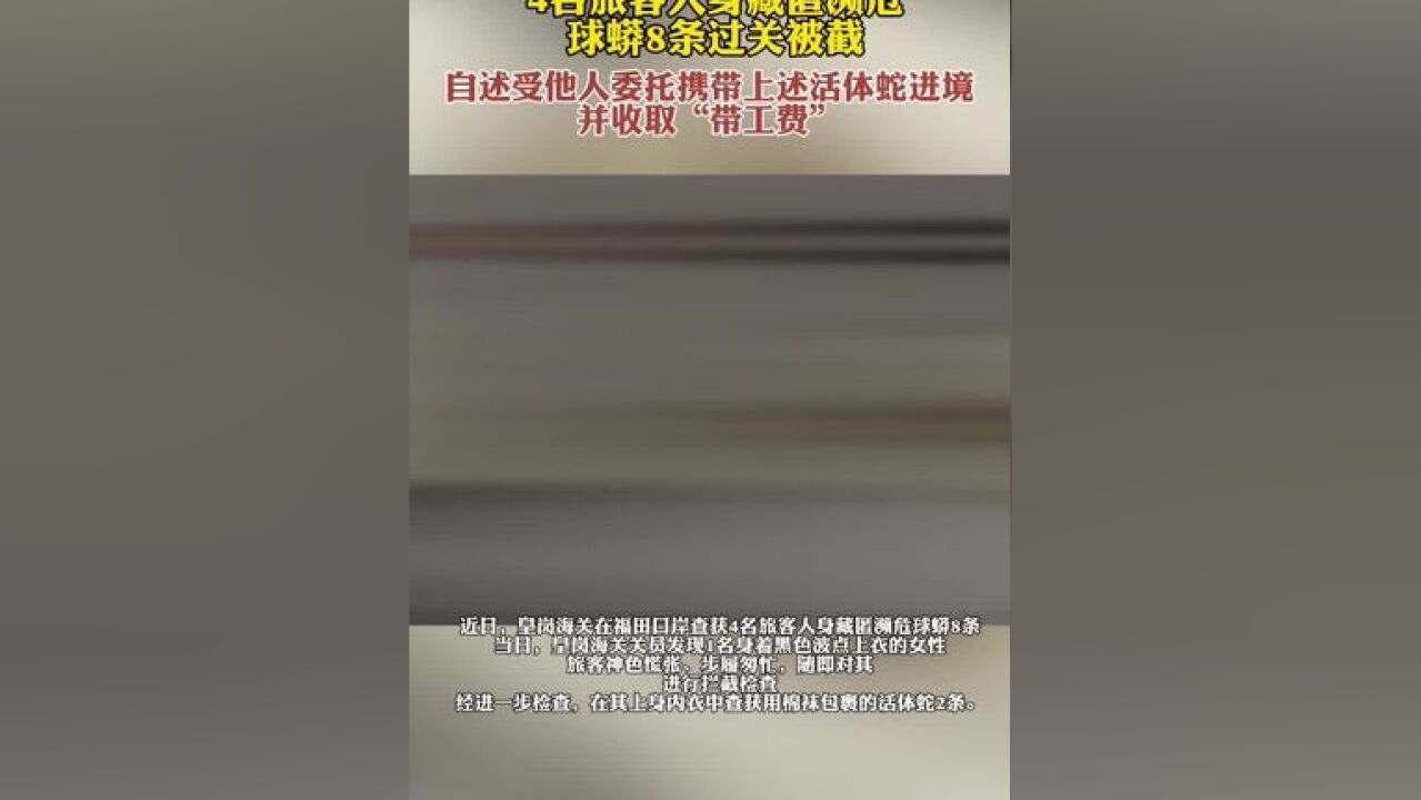 4名女子内衣藏活体蛇过关被截