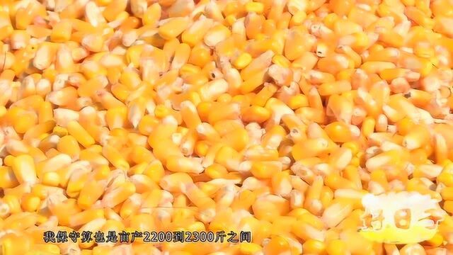 双国审!大品种!东单1331,基因强大从苗期开始!