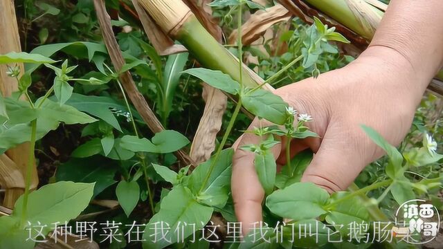 农村地里一种常见的野菜,叶子嫩嫩的,浑身都是宝,了解一下吧