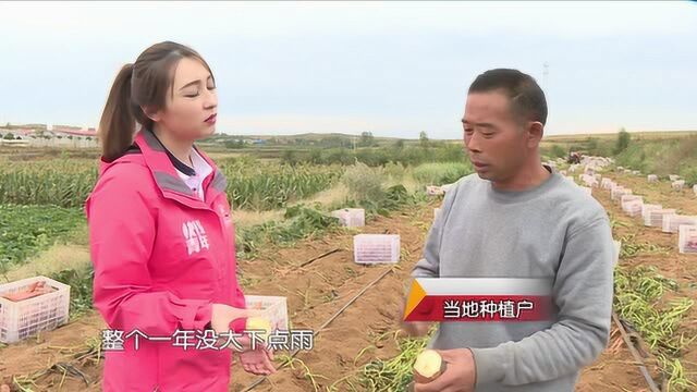 QTV2丰收季:蜜薯丰收正当时