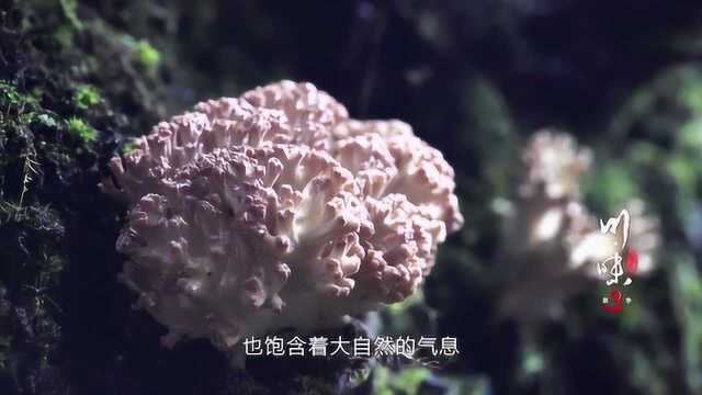 这种树向阳生长,菌类靠它赖以生存,满山百余种野生菌