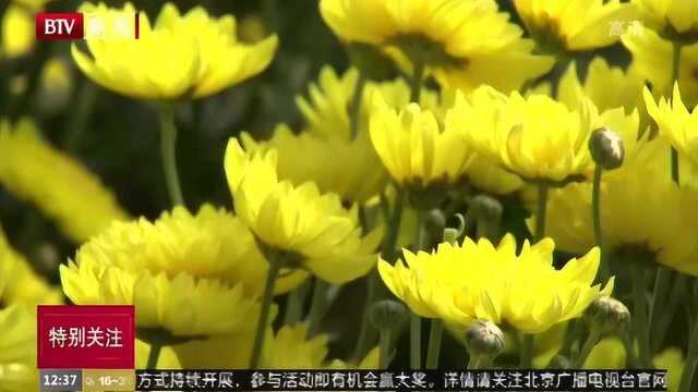 菊花香农家乐 到平谷品养生菊花宴