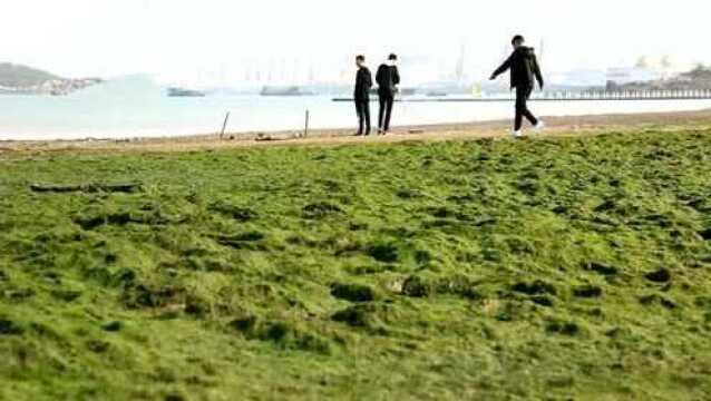 江苏:连云港海边沙滩上浒苔铺成“海上草原”引无数游客前来观赏