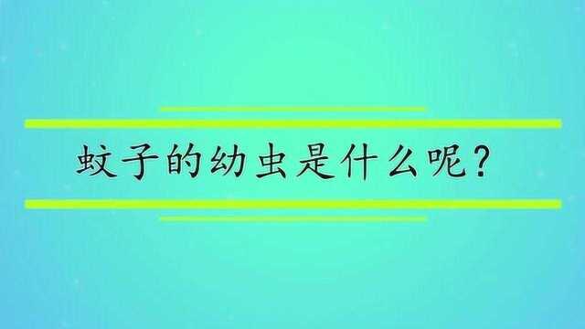 蚊子的幼虫是什么呢?