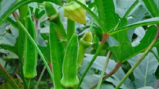 秋葵种植小技巧,只需要一个简单操作,秋葵发芽率百分百