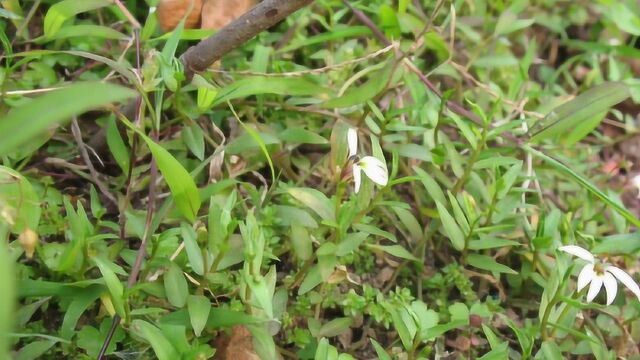 农村这种野草,人称“细米草”,对消肿止痛有作用