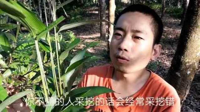 这种植物和淡竹叶很像,采挖得注意.小伙教你如何辨别