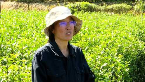 【巾帼勇担当】洑口紫山天茗郑丽芳