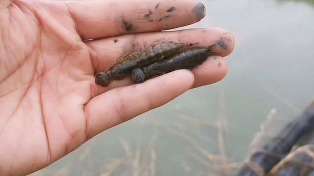 这种水里的昆虫,我们这里卖50块一斤,你认识这是啥吗?