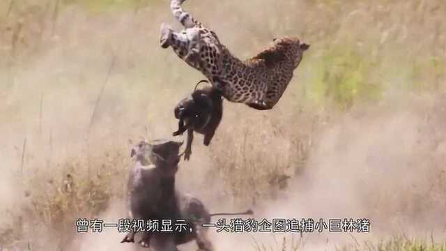 猪界“战斗猪”!巨林猪获封“世上第一猛猪”,狮子都不敢招惹它